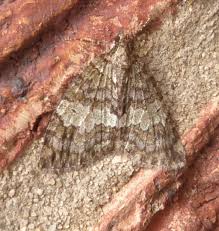 Attēlu rezultāti vaicājumam “Hydriomena impluviata”