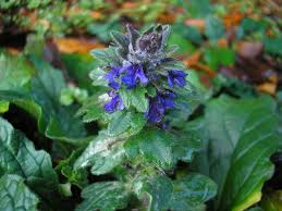 Attēlu rezultāti vaicājumam “Erysiphe galeopsidis”