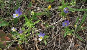Attēlu rezultāti vaicājumam “Viola tricolor subsp. curtisii”