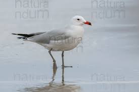 Image result for Larus audouinii