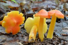 Attēlu rezultāti vaicājumam “Hygrocybe sp.”