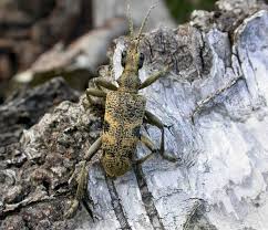 Attēlu rezultāti vaicājumam “Rhagium mordax”