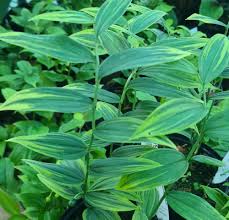 Attēlu rezultāti vaicājumam “Physarum obscurum sessile”