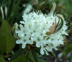 Attēlu rezultāti vaicājumam “Andromeda polifolia leaf”