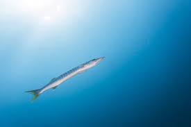 Image result for Dive Barracuda