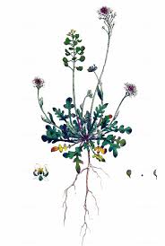 Attēlu rezultāti vaicājumam “Teesdalia nudicaulis”