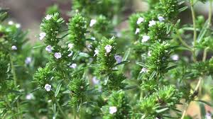 Image result for Thymus vulgaris