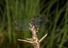 Attēlu rezultāti vaicājumam “Leucorrhinia dubia male”