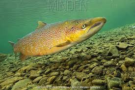 Image result for Salmo salar