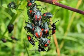 Attēlu rezultāti vaicājumam “Jalla dumosa imago”