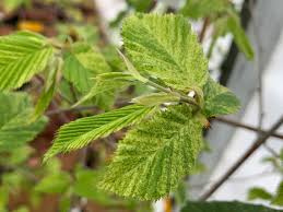 Attēlu rezultāti vaicājumam “Carpinus betulus leaf”