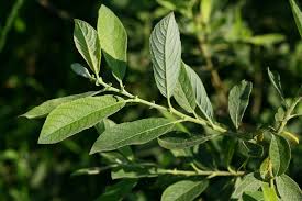 Attēlu rezultāti vaicājumam “Salix cinerea”