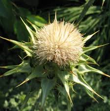 Image result for Silybum marianum