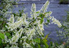 Attēlu rezultāti vaicājumam “Padus avium flower”