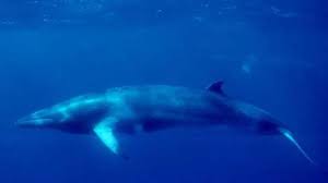 Image result for japan dolphin slaughter