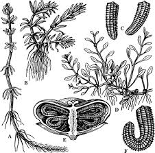 Attēlu rezultāti vaicājumam “Elatinaceae”