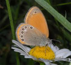 Attēlu rezultāti vaicājumam “Coenonympha glycerion”
