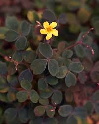 Attēlu rezultāti vaicājumam “Oxalidaceae”