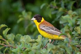 Image result for Emberiza melanocephala