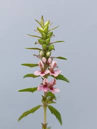 Attēlu rezultāti vaicājumam “Odontites vulgaris leaf”