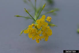 Attēlu rezultāti vaicājumam “Rorippa amphibia fruit”