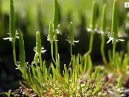 Attēlu rezultāti vaicājumam “Myosurus minimus flower”