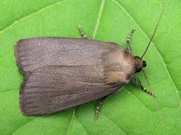 Attēlu rezultāti vaicājumam “Amphipyra livida”