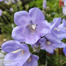 Image result for Campanula persicifolia