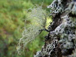 Attēlu rezultāti vaicājumam “Usnea hirta”