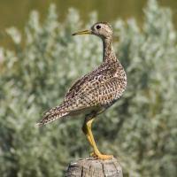 Image result for Bartramia longicauda