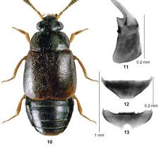 Attēlu rezultāti vaicājumam “Sepedophilus sp.”