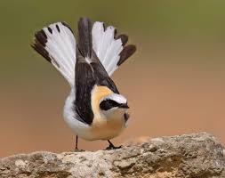 Image result for Oenanthe hispanica