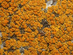 Attēlu rezultāti vaicājumam “Caloplaca scopularis”