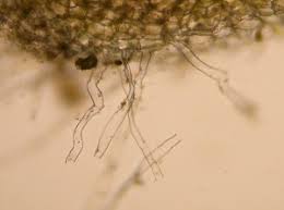 Attēlu rezultāti vaicājumam “Riccia sorocarpa macro”