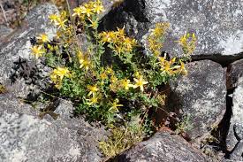 Attēlu rezultāti vaicājumam “Hypericum perforatum leaf”