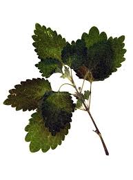 Attēlu rezultāti vaicājumam “Lamium purpureum leaf”