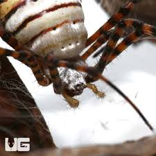 Image result for st andrews cross spider