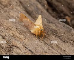 Attēlu rezultāti vaicājumam “Ennomos erosaria”