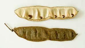 Attēlu rezultāti vaicājumam “Robinia pseudoacacia fruit”