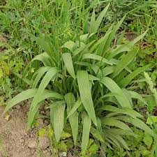 Attēlu rezultāti vaicājumam “Plantago lanceolata leaf”