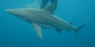 Image result for Carcharhinus limbatus