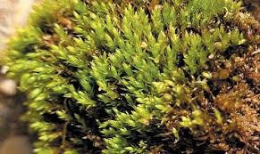 Attēlu rezultāti vaicājumam “Bryum rubens”