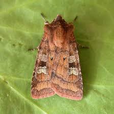 Attēlu rezultāti vaicājumam “Diarsia florida”