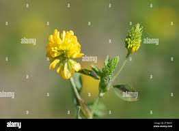 Attēlu rezultāti vaicājumam “Trifolium spadiceum fruit”