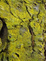 Attēlu rezultāti vaicājumam “Chrysothrix candelaris”