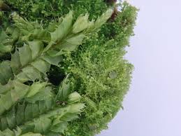 Attēlu rezultāti vaicājumam “Lophocolea bidentata”