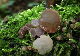 Attēlu rezultāti vaicājumam “Ombrophila violacea spores”