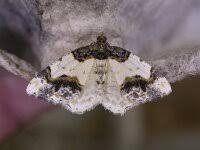 Attēlu rezultāti vaicājumam “Ligdia adustata”