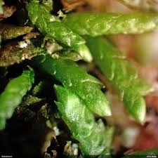 Attēlu rezultāti vaicājumam “Myurella julacea”