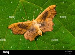 Attēlu rezultāti vaicājumam “Idaea emarginata”